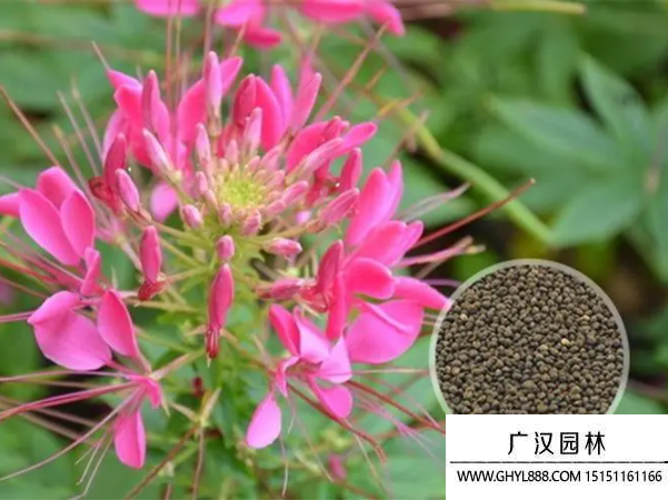 花卉種子
