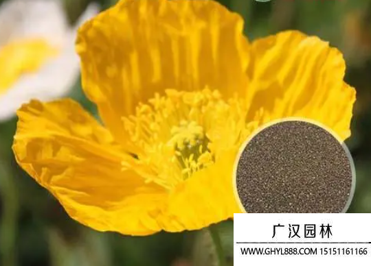 花卉種子