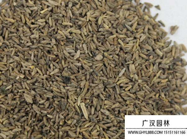 白晶菊種子