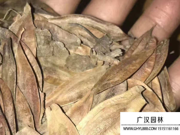 杜仲種子