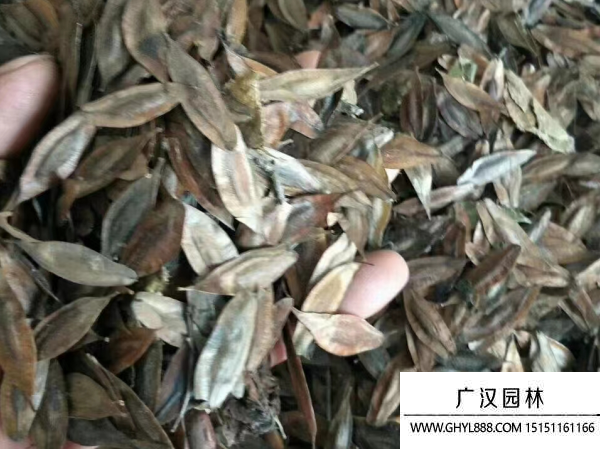 杜仲種子