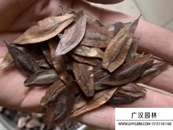 杜仲種子