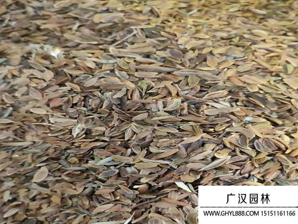 丁香種子