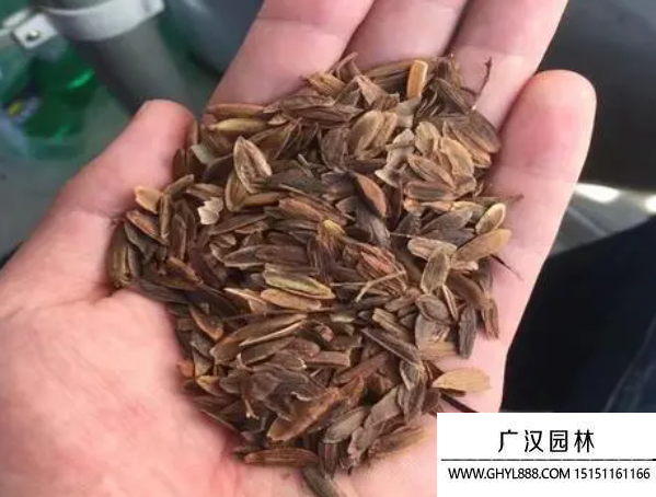 丁香種子