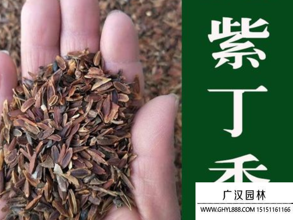 丁香種子
