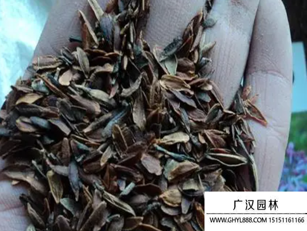 丁香種子
