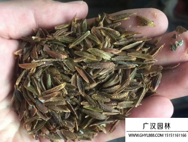 丁香種子