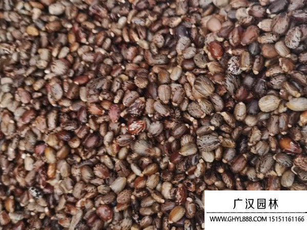 蓖麻種子