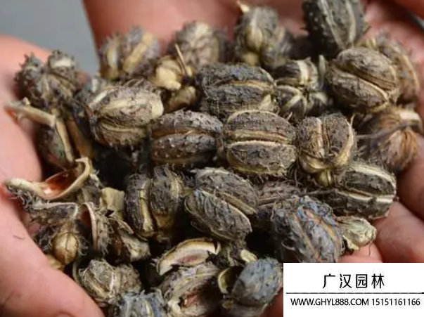 蓖麻種子
