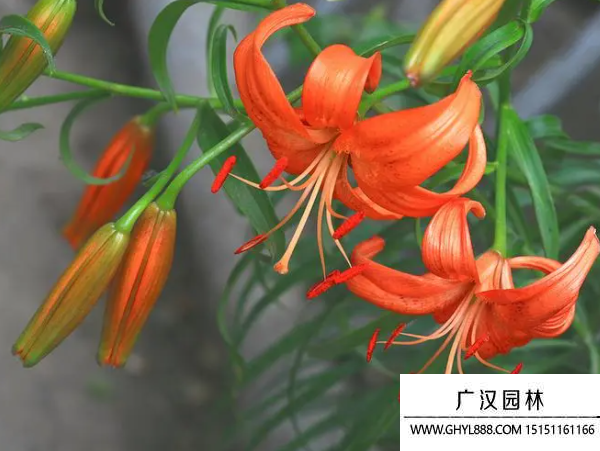 細葉百合