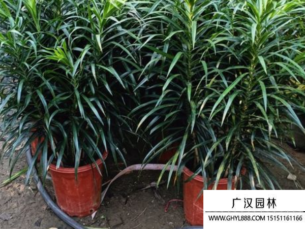 細葉百合