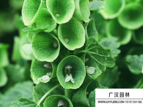 貝殼花