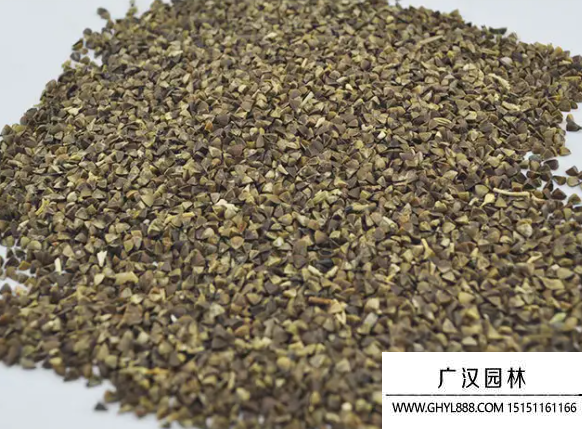 貝殼花種子