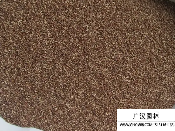 馬鞭草種子