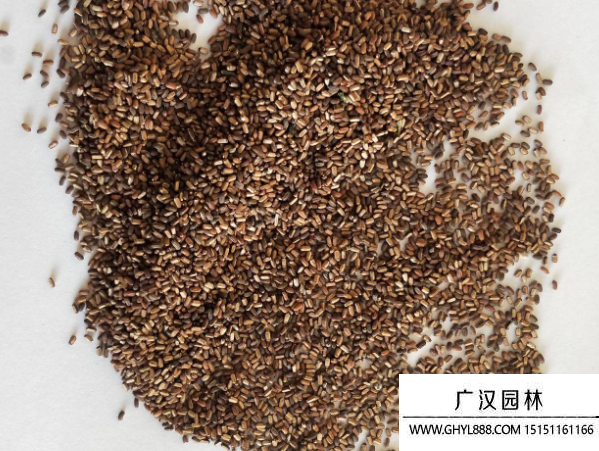 馬鞭草種子