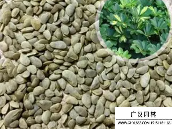 鴨腳木種子