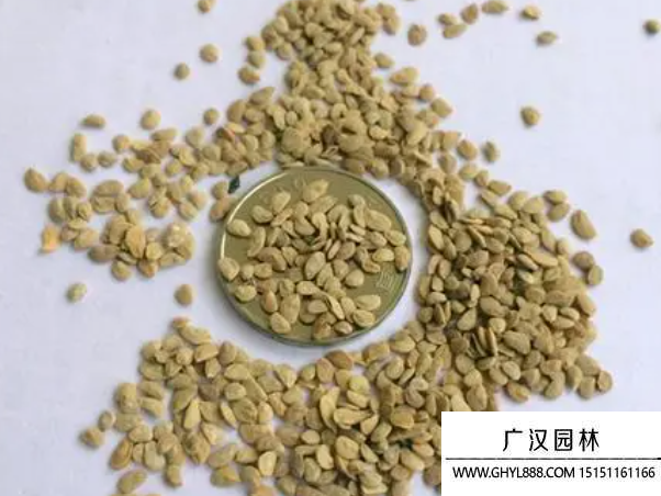 鴨腳木種子