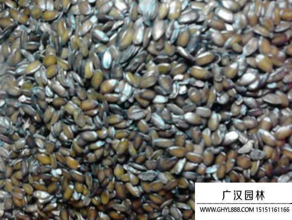小葉槐種子