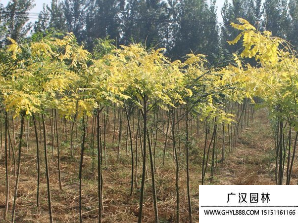 小葉槐