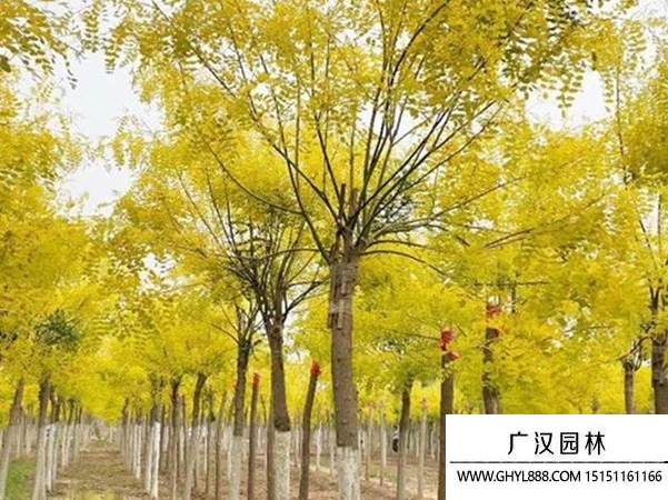 小葉槐