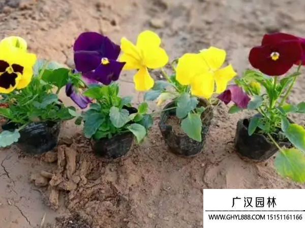 三色堇種子