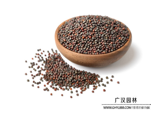 油菜種子