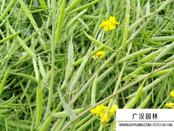油菜種子
