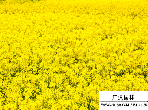油菜種子