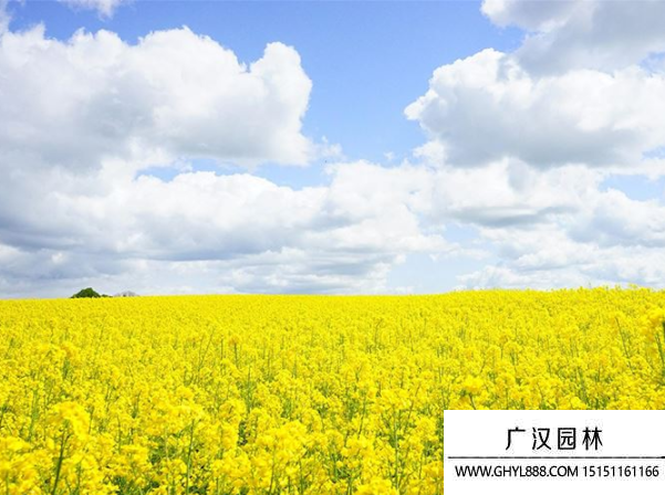 油菜種子