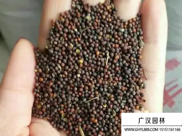 油菜種子