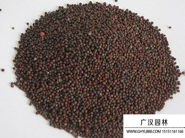 油菜種子
