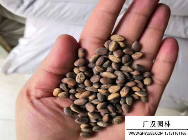 白皮松種子