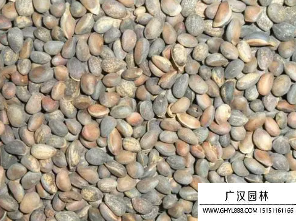 白皮松種子