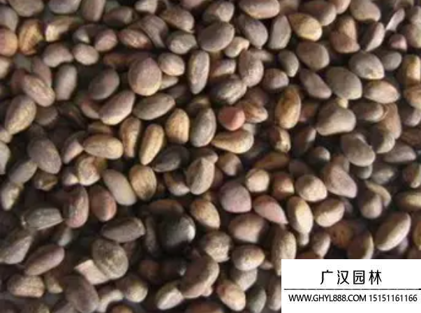 白皮松種子