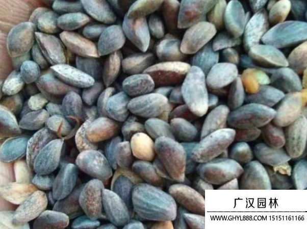白皮松種子