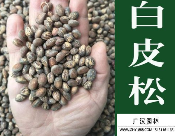 白皮松種子