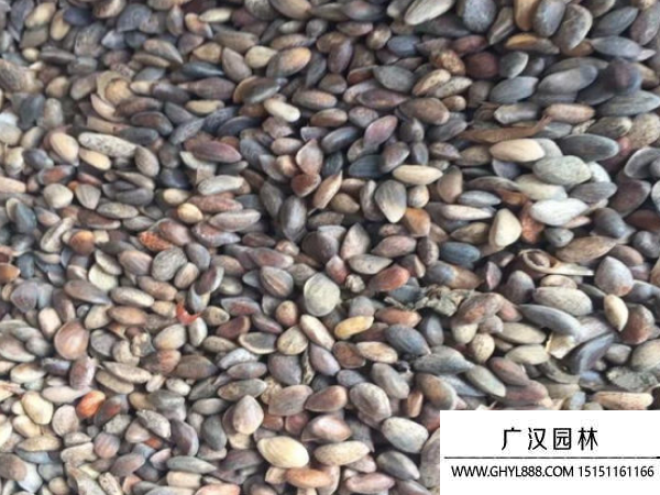 油松種子