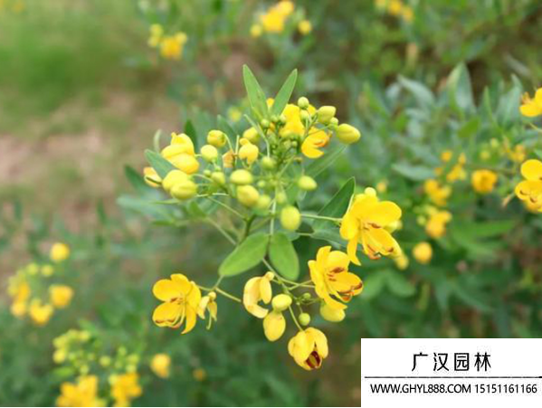 傘房決明子種子