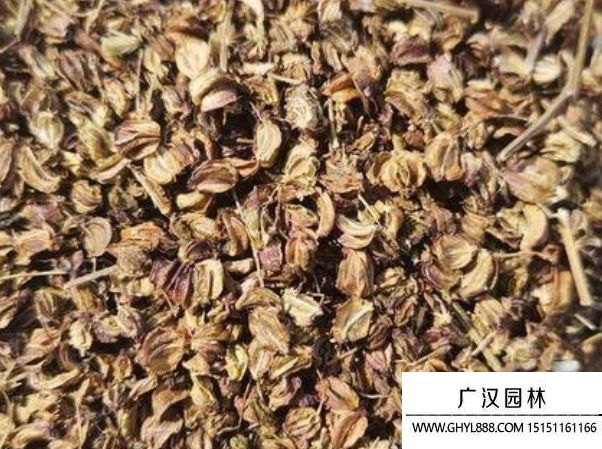 羌活種子