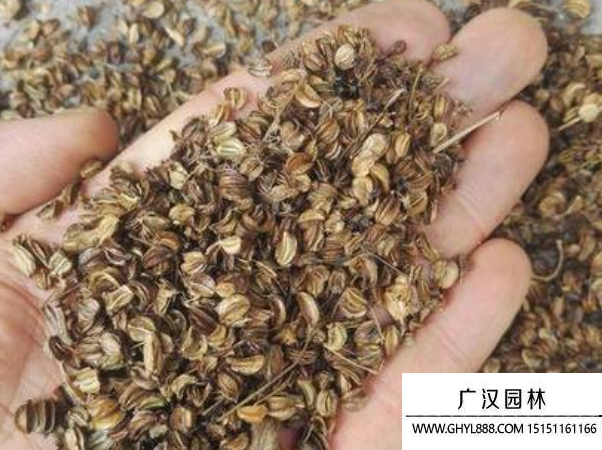 羌活種子