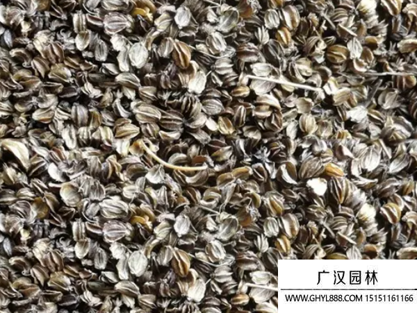 羌活種子