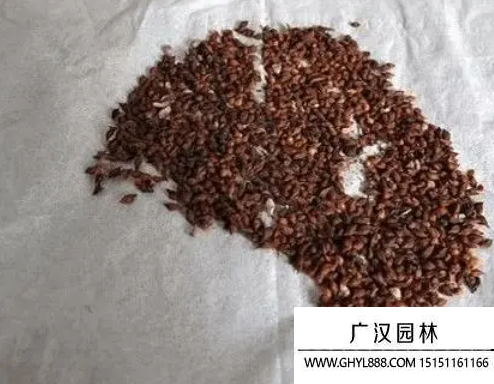 醡漿草種子
