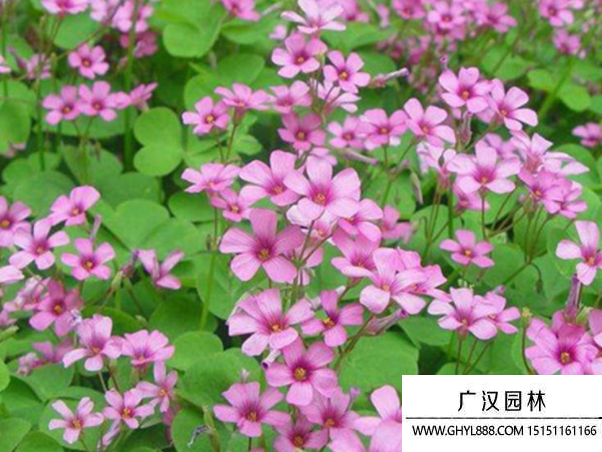 酸漿草種子