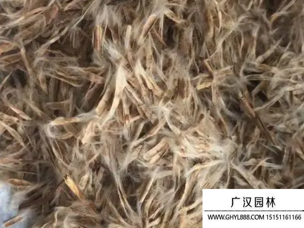 梓樹種子