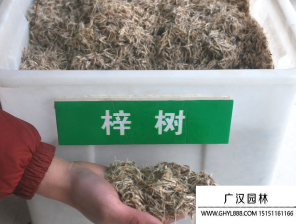 梓樹種子
