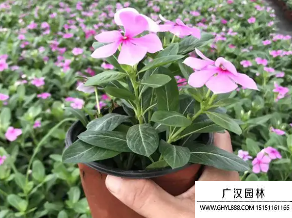 長春花種子