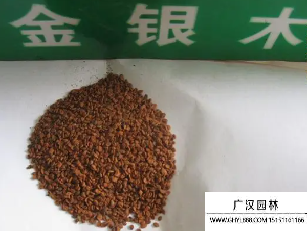金銀木種子