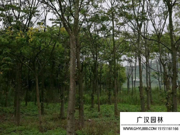 滇樸樹種子
