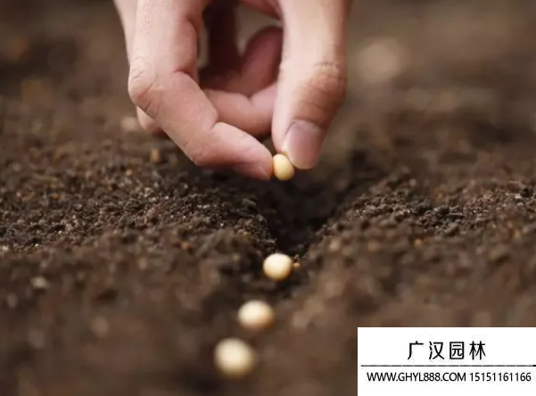 非洲茉莉種子