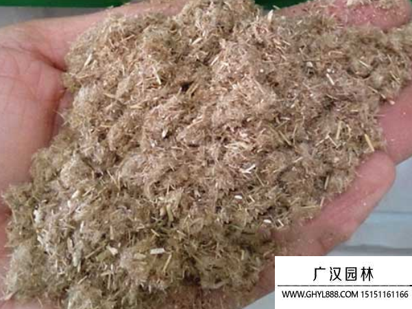 蘆葦種子